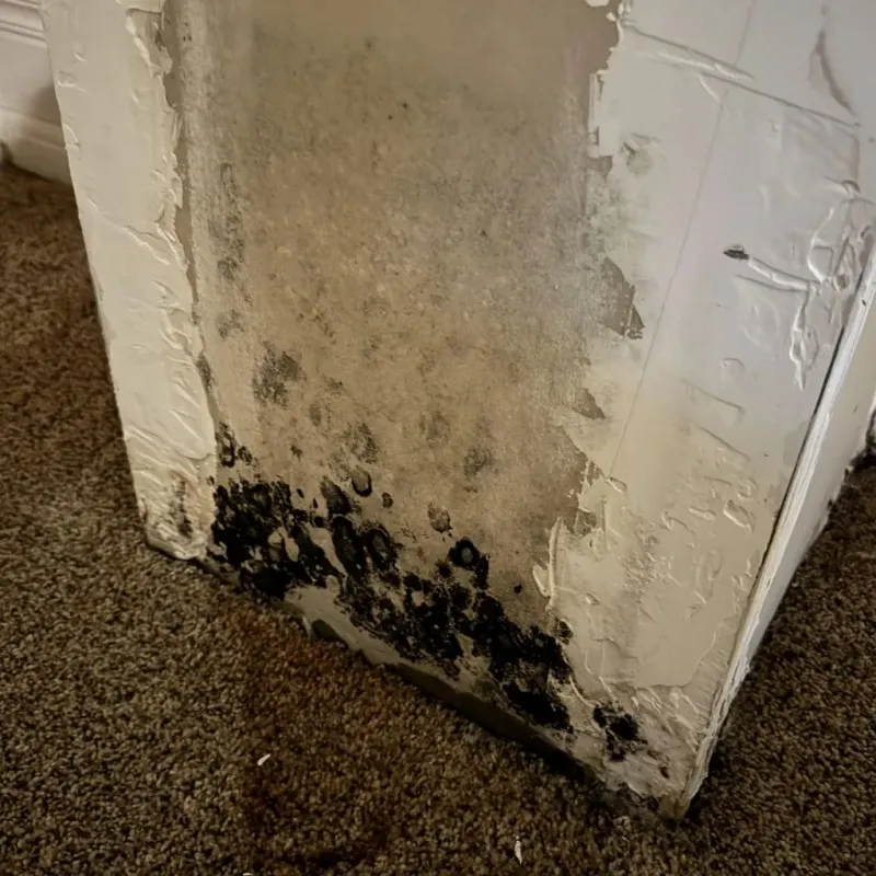 Professional Mold Removal in Pocahontas County, WV